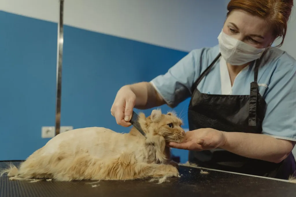 Gentle Grooming for Detroit Cats